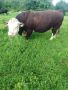 Продавам бик, порода Херефорд, снимка 1 - Крави - 45935620