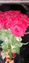 Червени рози 19 броя, снимка 1 - Градински цветя и растения - 45575419