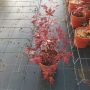 Продава се Японски Клен, Аcer palmatum Аtropurpureum, снимка 9