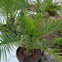 канарска финикова палма, снимка 3 - Градински цветя и растения - 43204209
