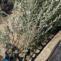 Цитросови и маслинови дръвчета , снимка 4 - Градински цветя и растения - 45295241