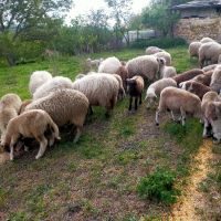 Агнета, снимка 4 - Овце - 45356282