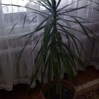 Палма , снимка 8 - Стайни растения - 46008115