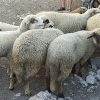 продавам агнета , снимка 5 - Овце - 46008989