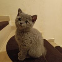 Британски късокосмести котенца , снимка 4 - Британска късокосместа - 46175700