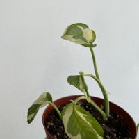 Епипремнум/Pothos N’joy, дяволски бръшлян, стайно растение, висящо, епипремнум, снимка 2 - Стайни растения - 45497243