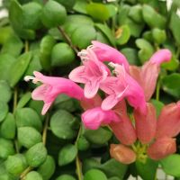 Есхинантус, Aeschynanthus Pink Polka, снимка 9 - Стайни растения - 45414500