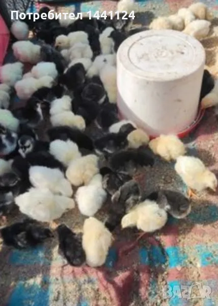 Новоизлюпени пиленца 10-15 дни, снимка 1