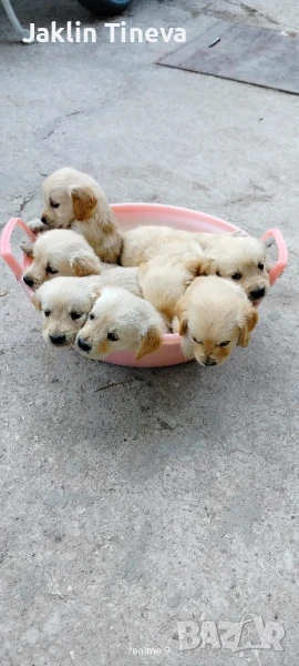 Голдън ретривър , снимка 1