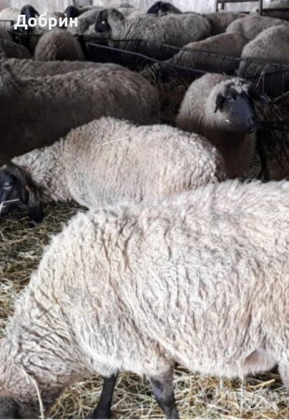 Продавам заплодени Овце , снимка 1