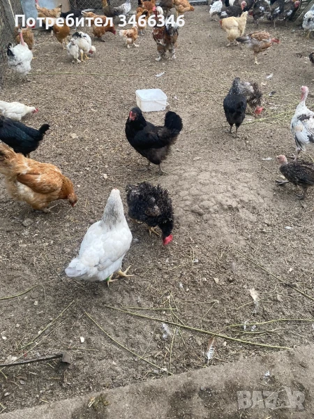 Продавам  ярки, снимка 1