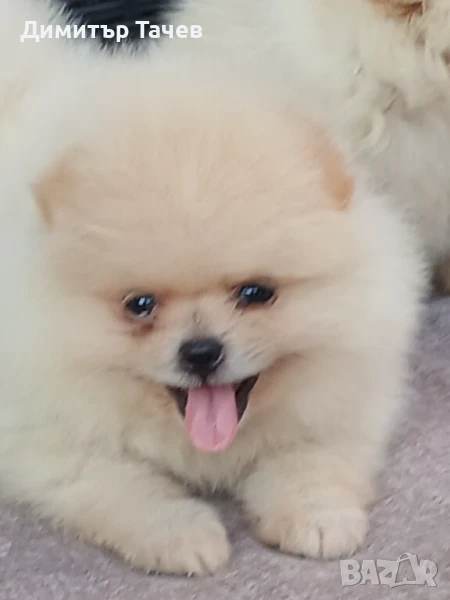 Момиче померан на 90 дни. , снимка 1