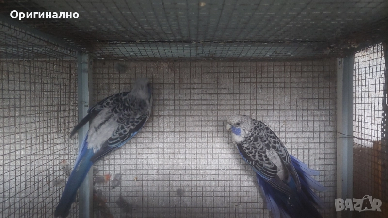 пенантови розели сини , снимка 1