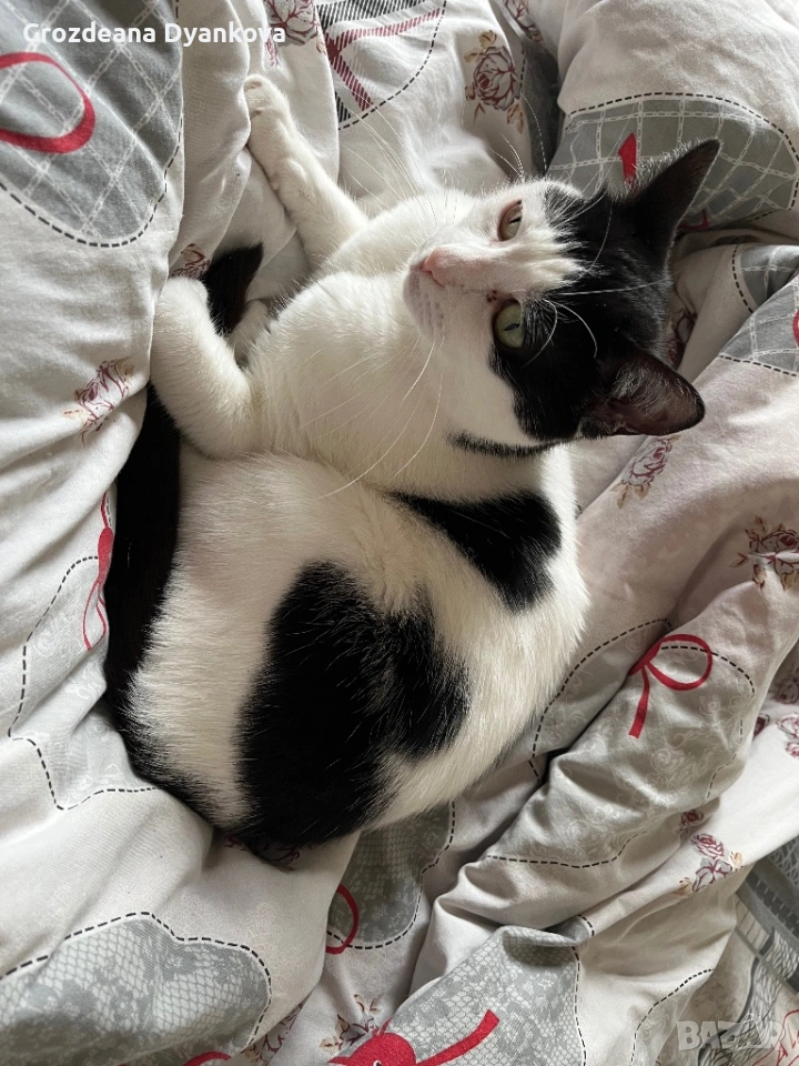 Домашно коте, снимка 1