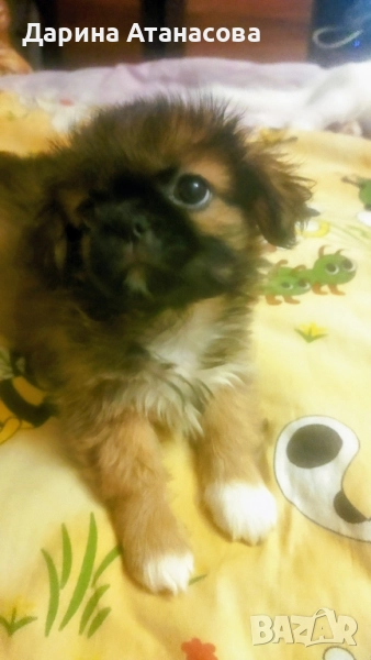 Мини пекинези!, снимка 1