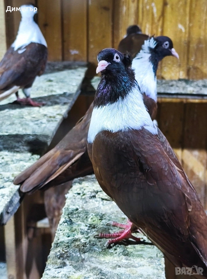 Чифт Чирпански гълъби , снимка 1