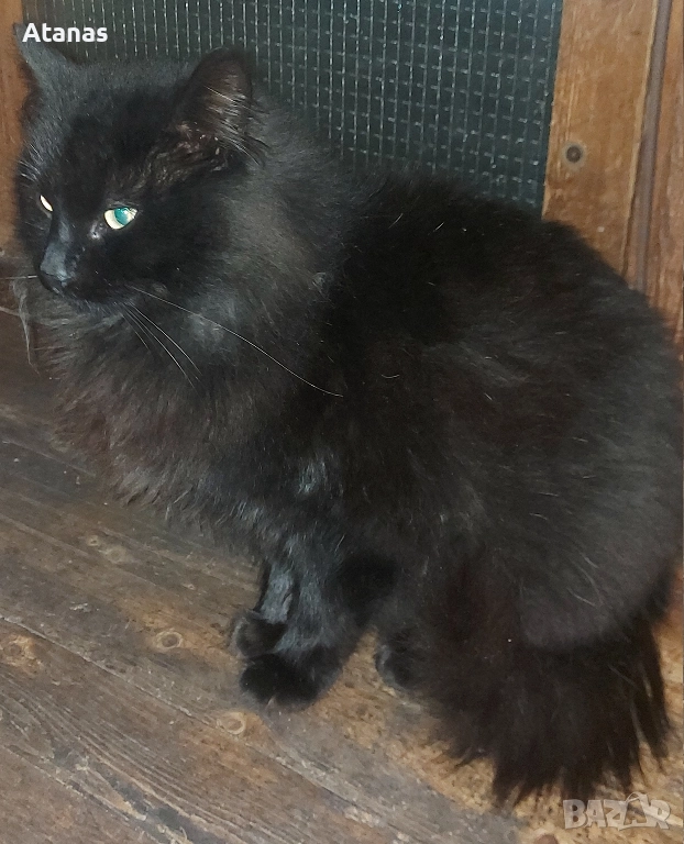 Мъжко коте Шантили-Тифани, снимка 1