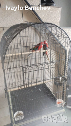 Папагали с кафеза 