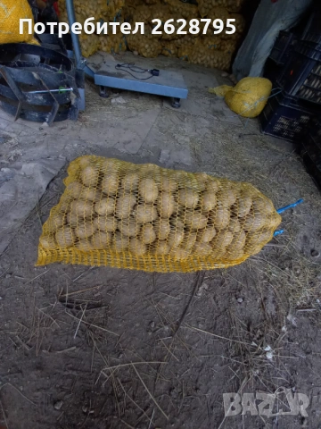 Картофи за семе и консумация, Родопски картофи, снимка 3 - Хранителни добавки - 54196858