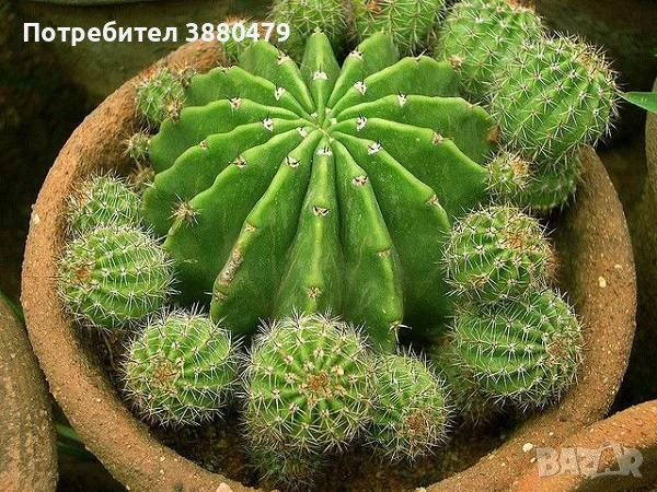 кактус в саксийка, снимка 1