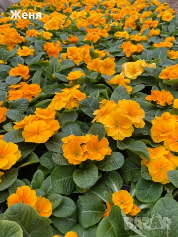 Иглика ( примула ) ТОП ЦЕНА, снимка 16 - Градински цветя и растения - 53356989