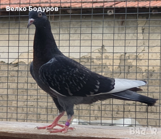 Пазарджишки високо летци. , снимка 6 - Гълъби - 52265511