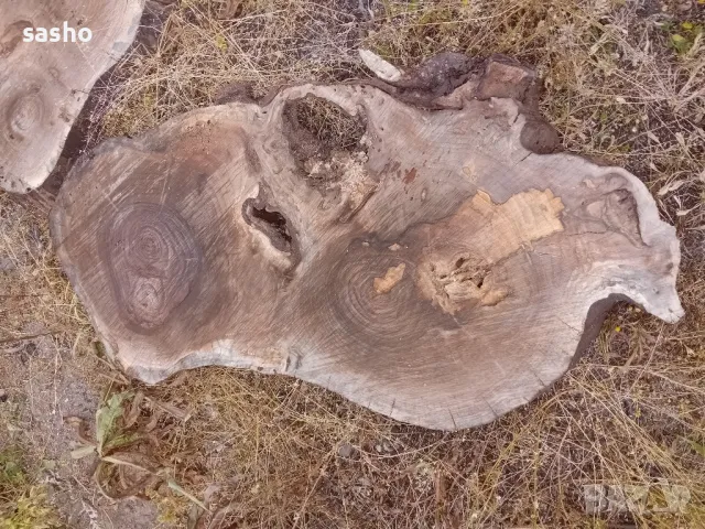 шайби от изсъхнал орех , снимка 11 - Декорация за дома - 50315436