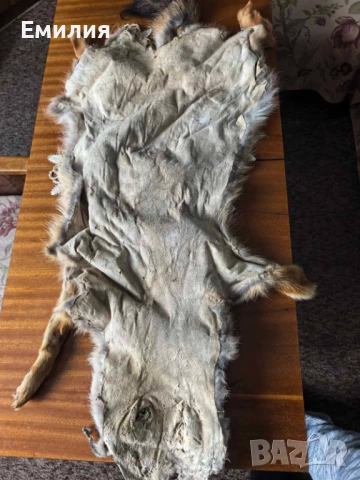 Обработени кожи от чакал, снимка 5 - Други - 12906572