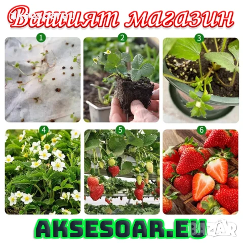 100 бр. ягодови семена от гигантска ягода градинско плодово растение сладки и вкусни червени ягоди, снимка 11 - Сортови семена и луковици - 50619114