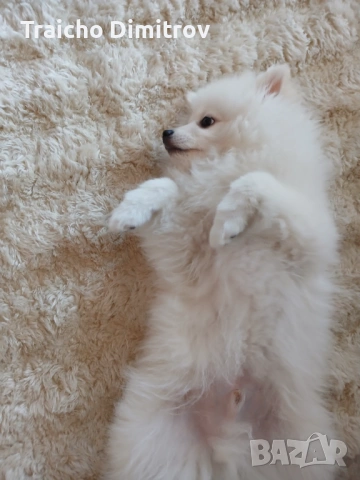 Померан Шпиц на 3 месеца, снимка 4 - Померан - 53705259