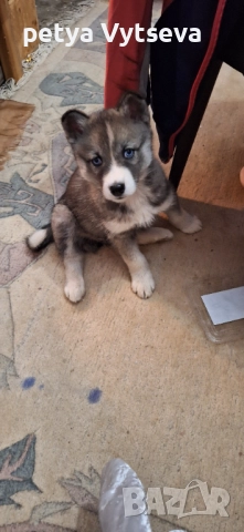 Продавам хьски, снимка 2 - Хъски - 52646455