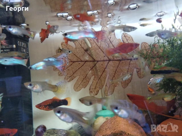 Хелери и гупи, снимка 4 - Рибки - 53621155