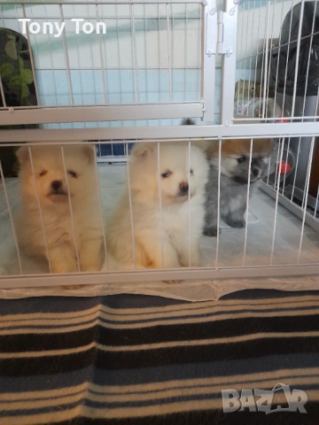 Померански шпиц , снимка 4 - Померан - 53939083