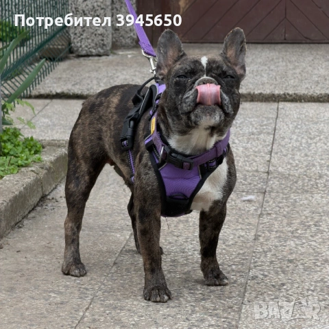 Женски френски булдог Merle , снимка 2 - Френски булдог - 54034089