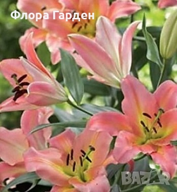 ЛИЛИУМ - Луковици/ПРЕДВАРИТЕЛНИ ПОРЪЧКИ, снимка 11 - Сортови семена и луковици - 40209682