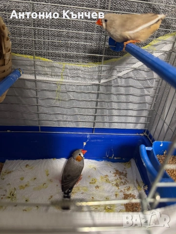 Чифт амадини , снимка 3 - Амадини - 53700255