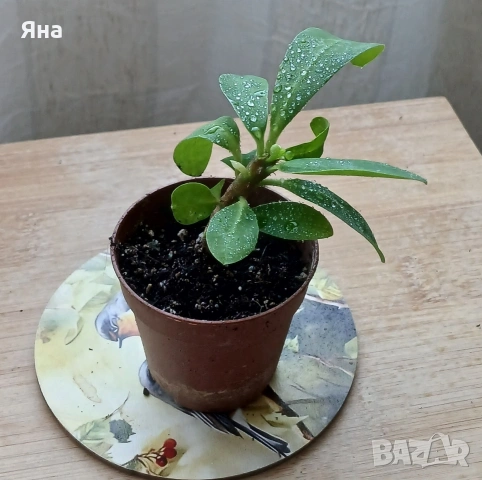 Исусов венец - Еуфорбия, Розов и бял цвят, снимка 5 - Стайни растения - 51096996