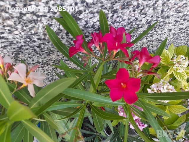 Зокуми, снимка 6 - Градински цветя и растения - 37156678