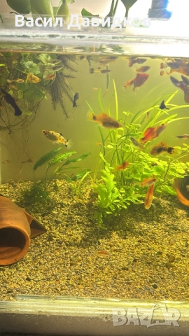 Рибки за аквариум живородни , снимка 17 - Рибки - 51151476