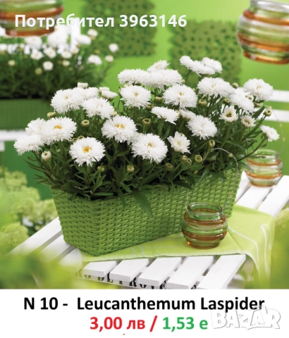 ГРАДИНСКИ Многогодишни Цветя..., снимка 11 - Градински цветя и растения - 51078747