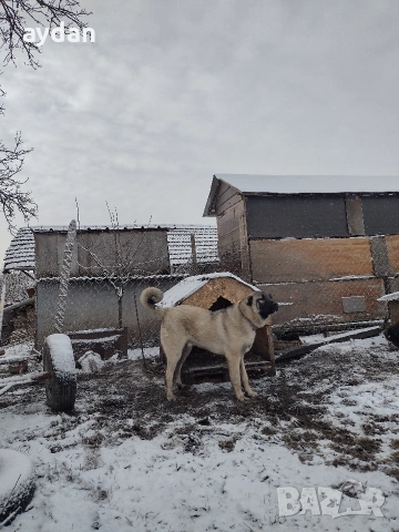 кангали мъжки и женска , снимка 6 - Кангал - 54156120