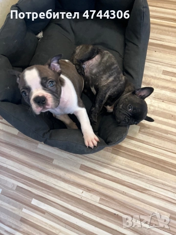 Френски булдочета (мъжки), снимка 11 - Френски булдог - 53571519