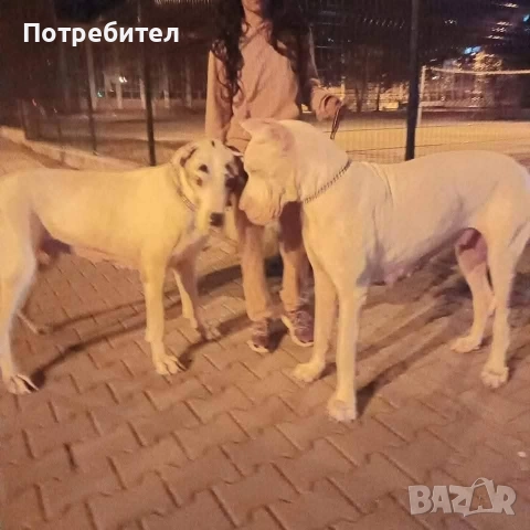 Немски дог мъжки и женски, снимка 15 - Немски дог - 45664449