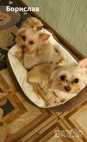 Куче за разплод, снимка 4 - Йоркширски териер - 53728506