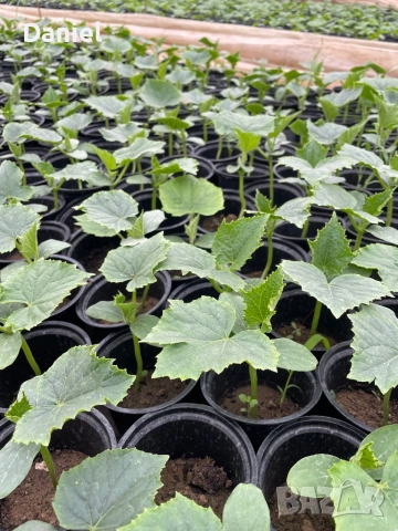 Ранен разсад, снимка 7 - Разсади - 53939802