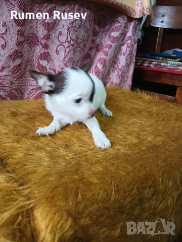 продавам Чихуахуа , снимка 11 - Чихуахуа - 52605411