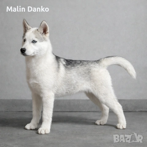  Невероятно Сибирски  Хъскита за  нов дом   