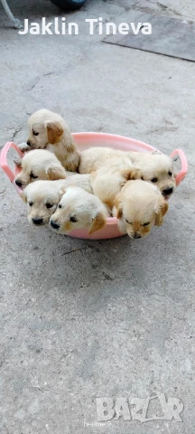 Голдън ретривър , снимка 1