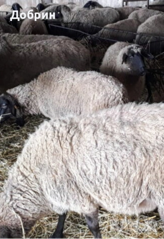 Продавам заплодени Овце , снимка 1
