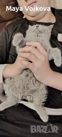 Прекрасни британчета, снимка 12 - Британска късокосместа - 52978517